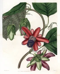 Passion Variete - Engraved by S.Watts, from an illustration by Sarah Anne Drake, from the Botanical Register of Sydenham Edwards