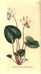 Persian cyclamen, Cyclamen persicum