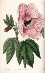 Pink Hibiscus