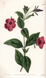 Purple flower petunia - Engraved by S.Watts, from an illustration by Sarah Anne Drake, from the Botanical Register of Sydenham Edwards