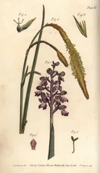 Purple orchid, Orchis mascula, Gynandria