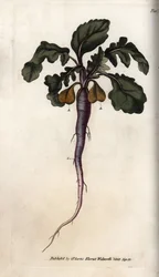 Radish from Botanical Conferences, Lambeth Botanical Garden
