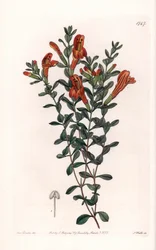 Red Clinopodium Variety - Engraved by S. Watts, from an illustration by Sarah Anne Drake, from the Botanical Register of Sydenham Edwards