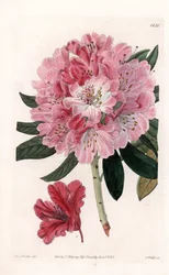 Rhododendron Hybrid Variete - Engraved by S. Watts, from an illustration by Sarah Anne Drake, from the Botanical Register of Sydenham Edwards, England