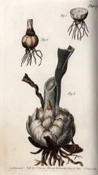 Root and bulb of lilies. Coloured copper engraving, illustration by Sydenham Edwards for Conferences of Botanical, Botanical Garden of Lambeth, England