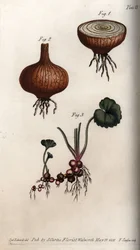 Roots and Bulbs of Onion and Saxifrage