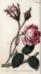 Rose, rose flower hundred leaves. Coloured copper engraving, illustration by Sydenham Edwards for Conferences of Botanical, Botanical Garden of Lambeth, England
