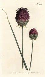 Round-headed Garlic