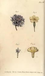 Scabious flower, Scabiosa atropurpurea, Tetrandria