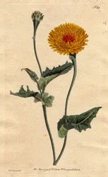 Tangier scorzonera or Poppy-leaved viper