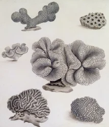 Shells and Marine Flora
