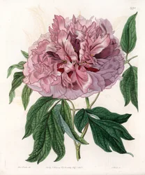 Shrub peony or sheep peony - Engraved board by S.Watts, from an illustration by Sarah Anne Drake, from the Botanical Register of Sydenham Edwards, England