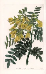 South American Sophora Variety