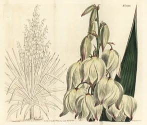 Spanish dagger or superb Adam