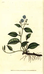 Creeping navelwort, Omphalodes verna (blue navelwort, Cynoglossum omphalodes)