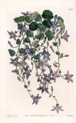 Star Campanule