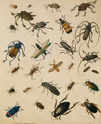 Studies of Insects