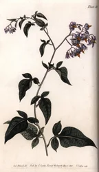 Sweet bitter or bitter sweet nightshade. Coloured copper engraving, illustration by Sydenham Edwards (1768-1819) for Conferences of Botanical, Botanical Garden of Lambeth (England)