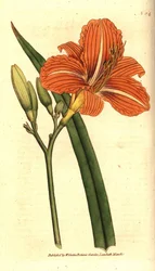 Tawny Day-lily