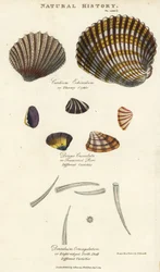 Thorny cockle, Cardium echinatum, truncated purr, Donax crenulata, and eight-ridged tooth shell, Dentalium octangulatum.