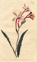 Curled Leaved Tritonia