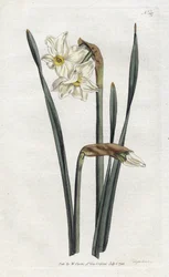 Two-flowered Narcissus