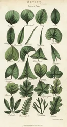 Types of Leaves of Plants