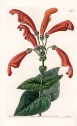 Variety of Gesneria, a Flower in Tubes