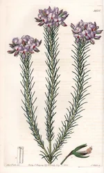 Variety of Gompholobium (Family of Leguminous Plants), Native to Australia. Handcoloured copperplate engraving from Sydenham Edwards