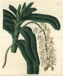 Fox Brush Orchid