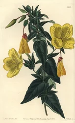 Evening Primrose, Oenothera Fruticosa Subsp. Glauca. Handcoloured Copperplate Engraving by S. Watts after an Illustration by Miss Sarah Drake from Sydenham Edwards