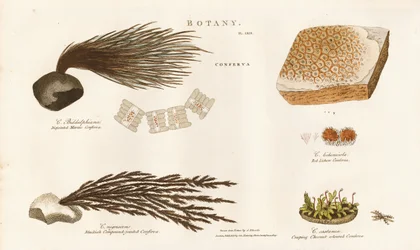 Various Algae Species (Conferva)