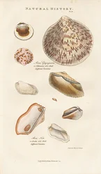 Various Ark Shells