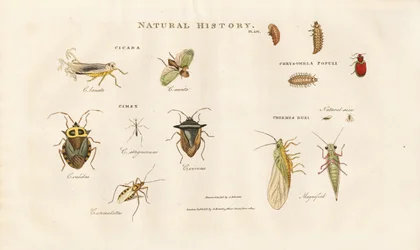 Various Insect Species from the Cicada and Bug Families