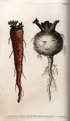 Vegetable roots: carrot and turnip.