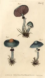 Verdigris Mushroom