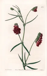Vesces Variety - Plate Engraved by S. Watts, from an Illustration by Sarah Anne Drake, from the Botanical Register of Sydenham Edwards