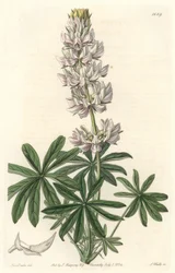 White-flowered Lupin from the Botanical Register