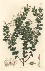 White-flowered Mucronee or Pernettya Gaultheria