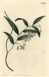 Wombat Berry