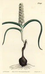 Many-flowered Melanthium from William Curtis