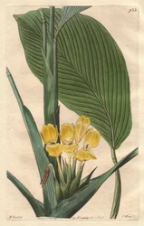 Yellow-Flowered Calathea, Native to Brazil - S. Watts Strong Water from an Illustration by M. Mart, from the Botanical Register