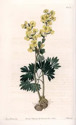 Yellow-flowered corydale variete - Engraved by S.Watts, from an illustration by Sarah Anne Drake, from the Botanical Register of Sydenham Edwards