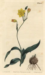 Yellow Cyanella