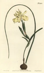 Yellow esculent-rooted moraea, Moraea fugax (Moraea edulis). Handcoloured copperplate engraving by F. Sansom Jr. after an illustration by Sydenham Edwards from William Curtis