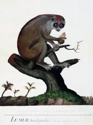 Lemur tardigradus