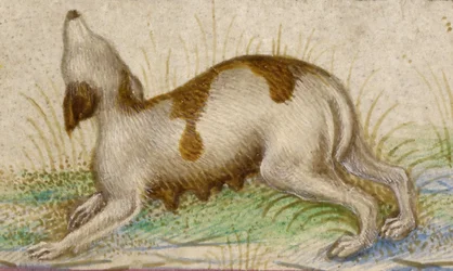 Gualenghi-d