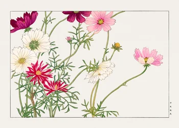 Cosmos Flower from "Seiyou Sokazufu"