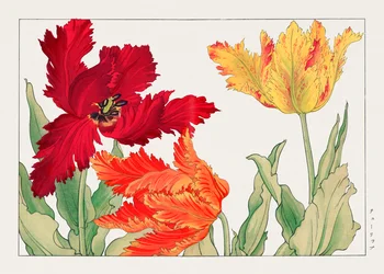Parrot Tulip from "Seiyou Sokazufu"