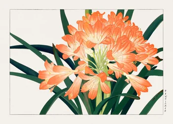 Vintage Cliviminiata Flower from "Seiyou Sokazufu"